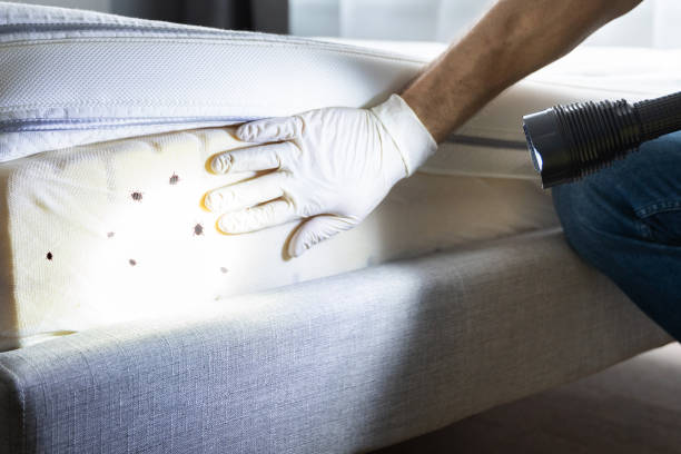 Best Cockroach Control Services  in Fate, TX