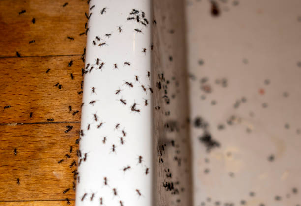 Best Affordable Pest Control Services  in Fate, TX